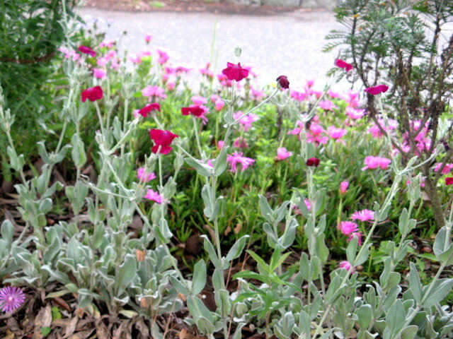 誕生花 8月19日 花虎尾 酔仙翁 科技研花图画书