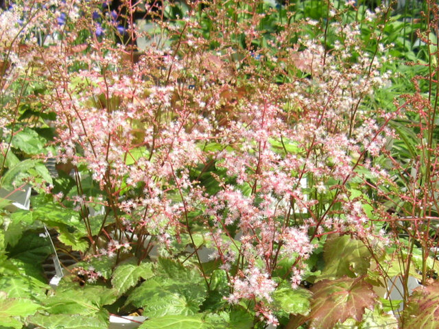 Astilbe simplicifolia