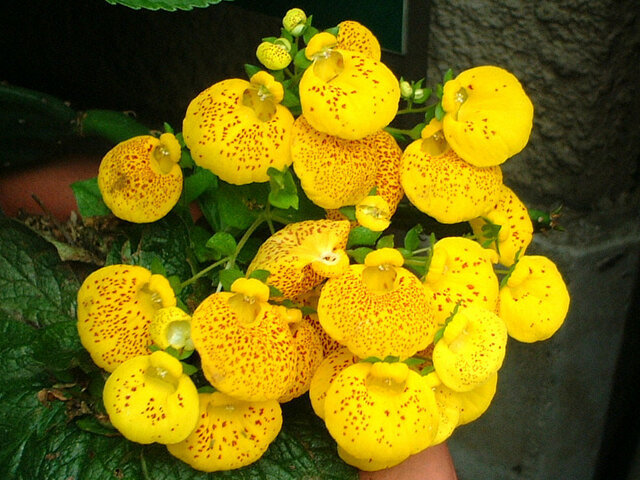 Calceolaria