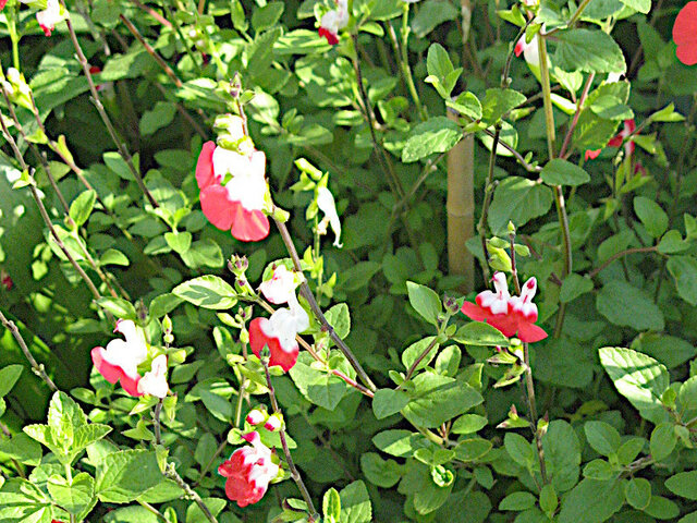 Salvia microphylla ”Hot Lips”