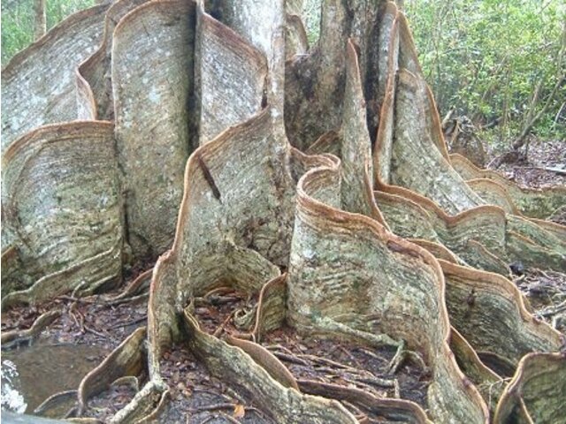 サキシマスオウノキ