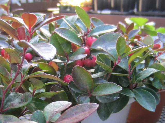 Checkerberry