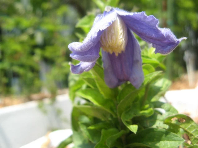 Clematis integrifolia 'Pastel Blue'