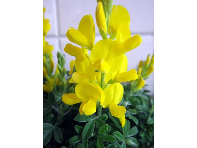 Cytisus racemosus