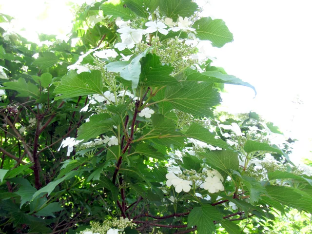Viburnum sargentii