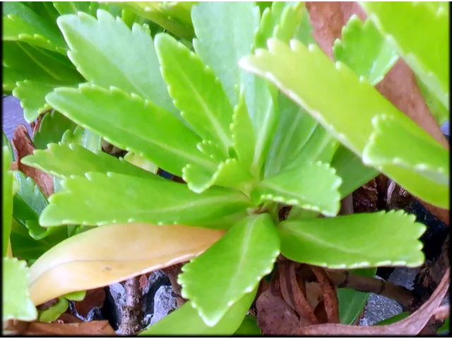 蒿子秆