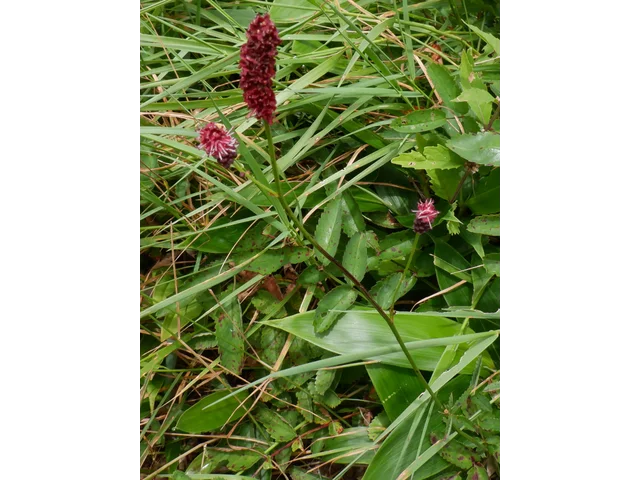 Waremokou or Sanguisorba
