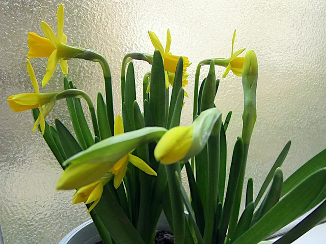 Narcissus cyclamineus 'Tete a tete'