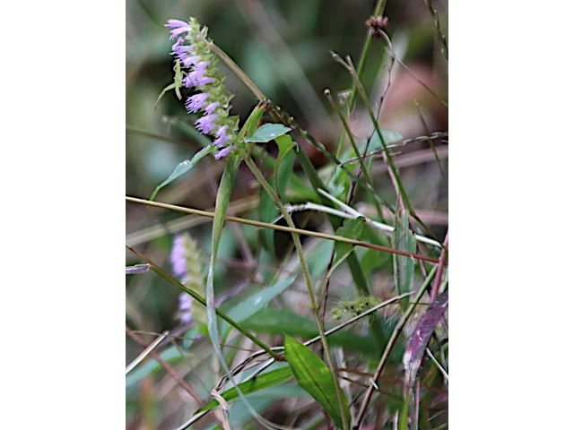 Elsholtzia ciliata