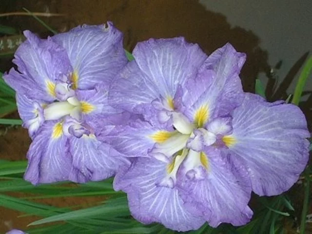 花菖蒲 ’汐煙’