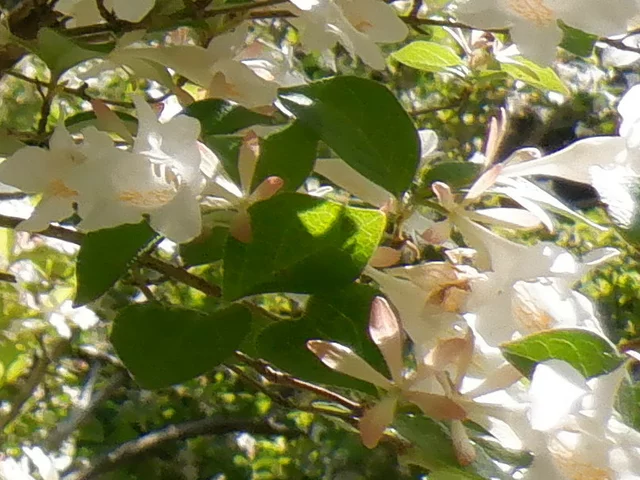Abelia spathulata