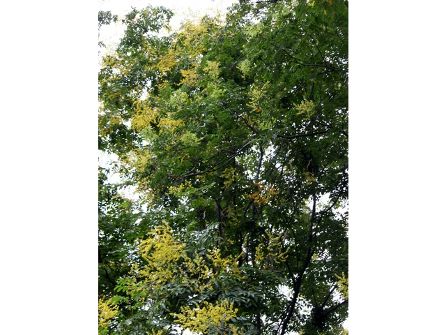 Chinese flame tree