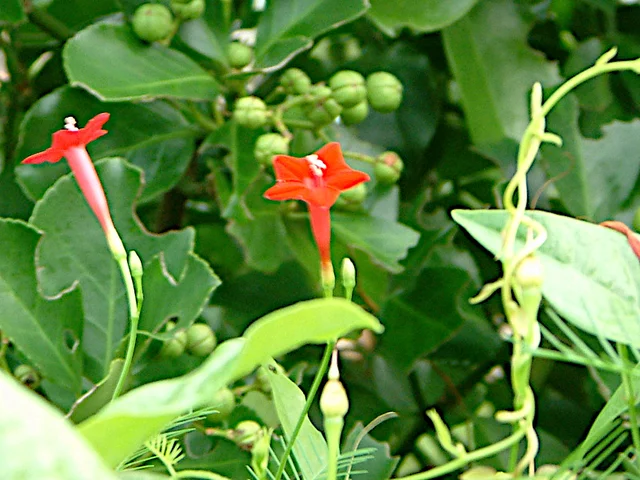 Cypress Vine