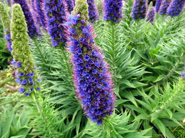 Echium candicans
