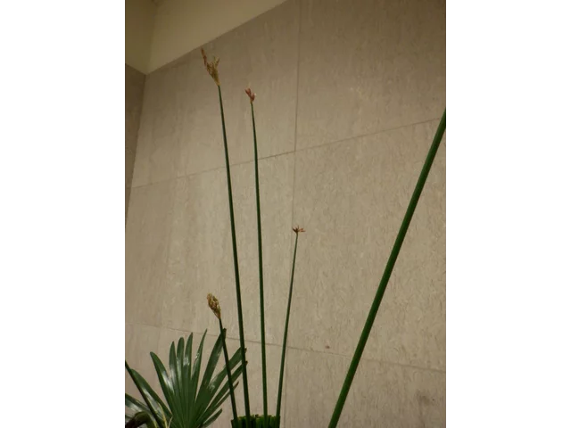 フトイ