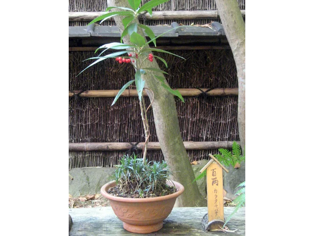 Ardisia japonica