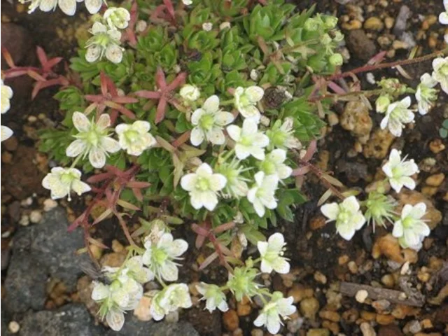 Saxifraga bronchialis