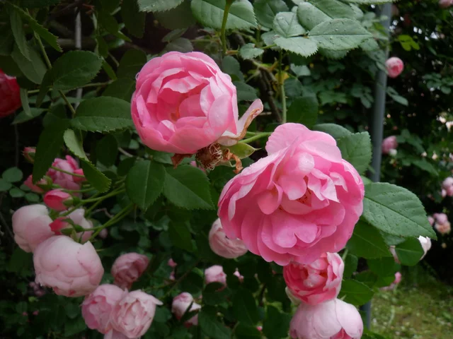 薔薇 'Raubritter'