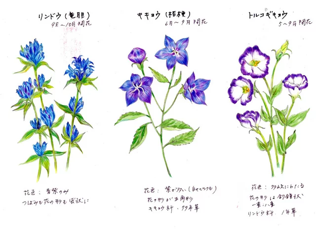 リンドウ