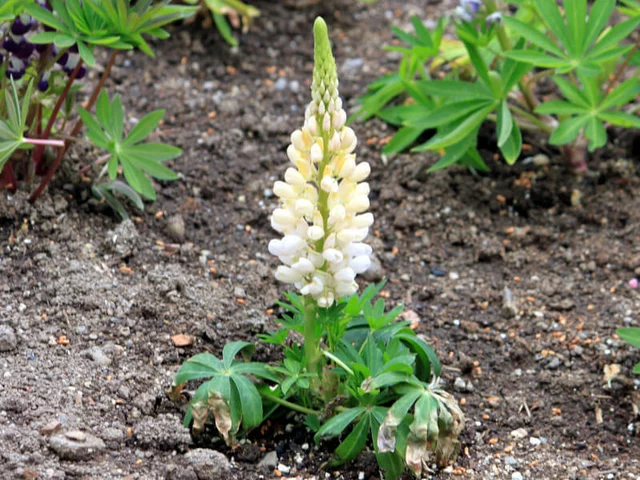 Lupinus polyphyllus