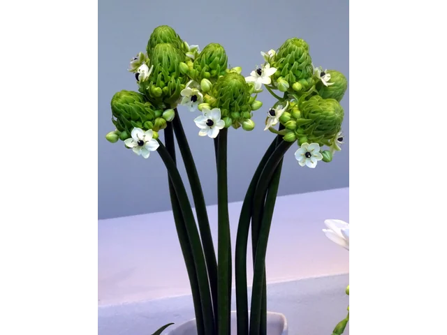聖星百合