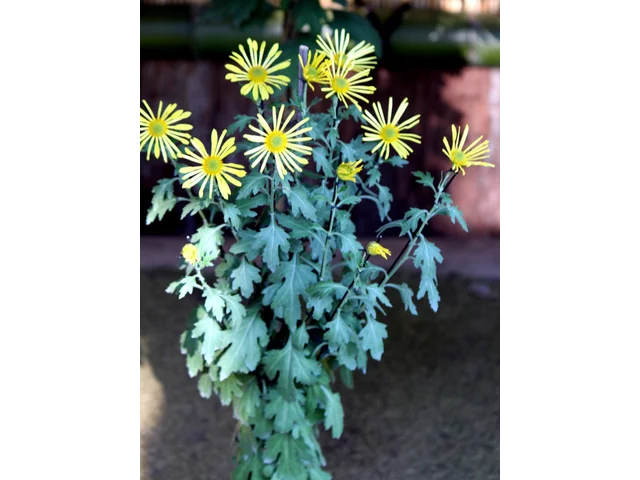 HIgo chrysanthemum