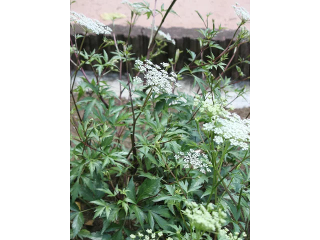 Angelica acutiloba