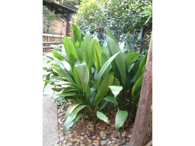 Cast-iron Plant
