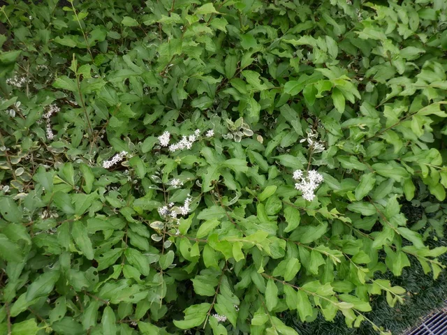 Ligustrum sinense