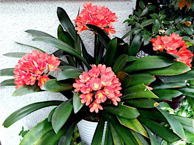 クンシラン