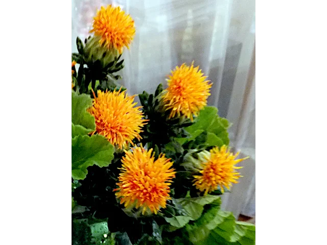 Safflower