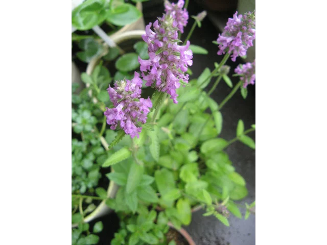 Betonica officinalis