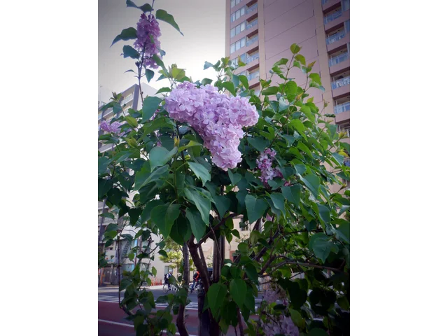 lilac