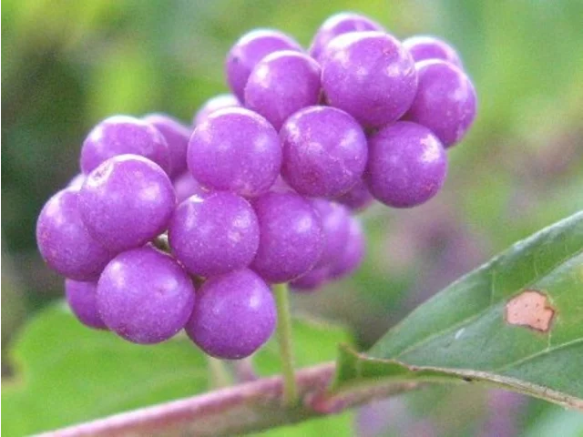 Callicarpa dichotoma