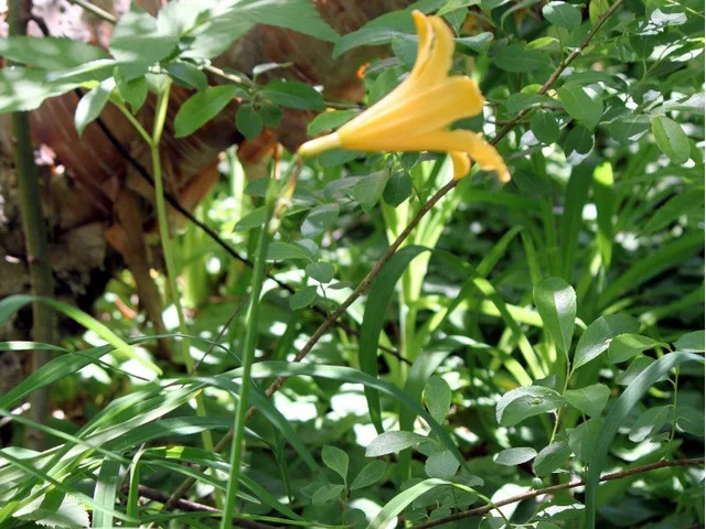 Day lily