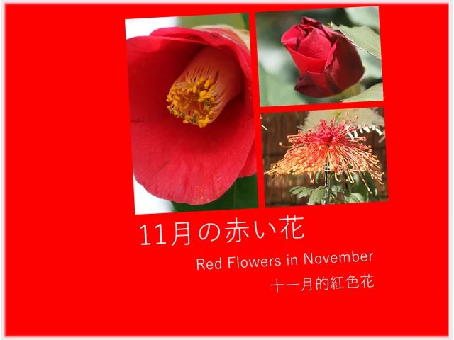 薔薇ガルテンツァーバー’84