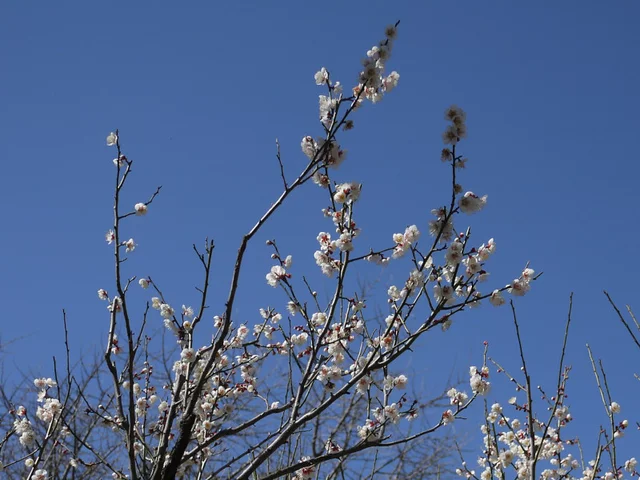 Prunus mume 'Koshusaisho'