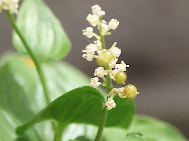 舞鹤草