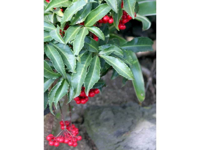 Ardisia crenata