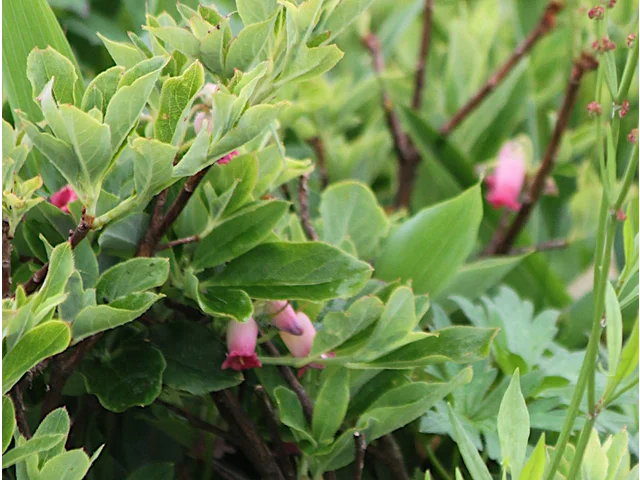 Menziesia multiflora