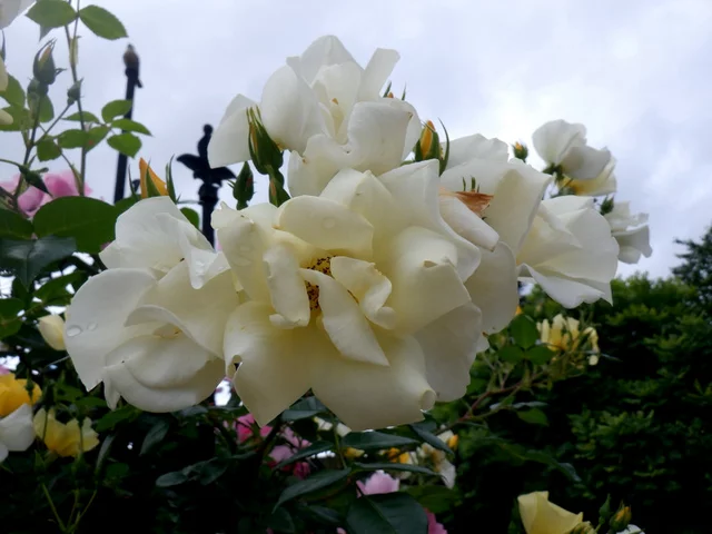 Limoncello
