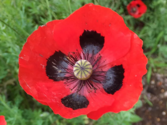 Ladybird Poppy