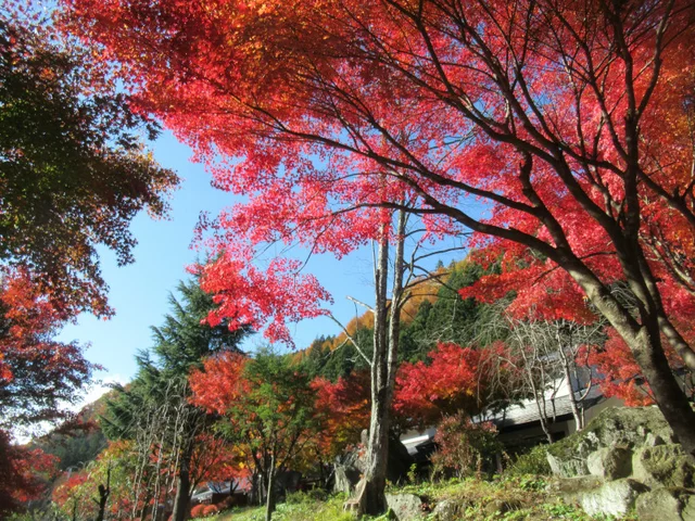 Palmate maple