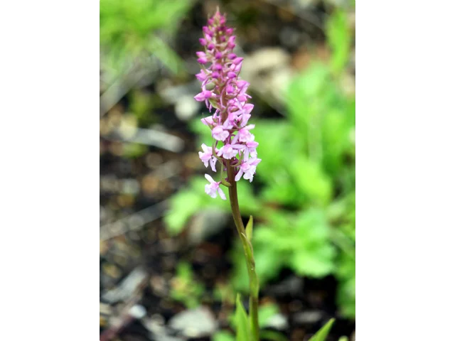 Gymnadenia conopsea