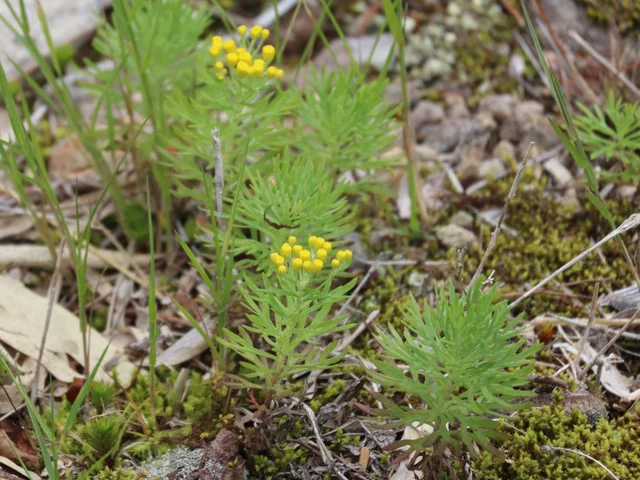 Chrysanthemum rupestre