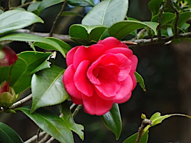 山茶花　'南蛮星'