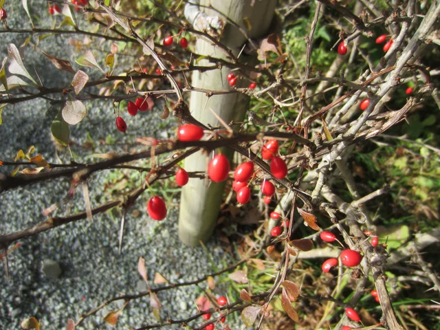 Euonymus hamiltonianus