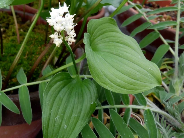 舞鹤草