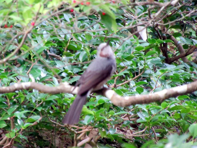 ウメモドキ