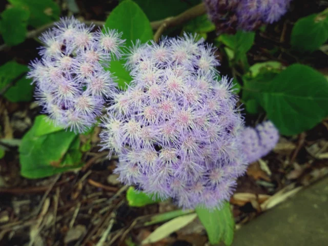 紫茎泽兰